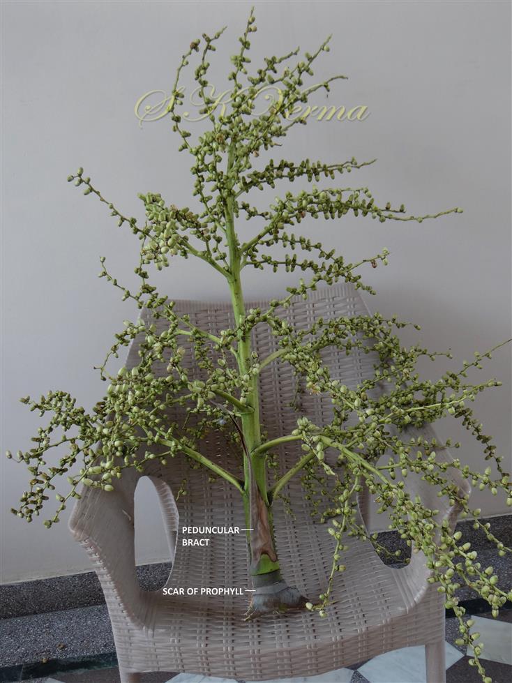  Inflorescence